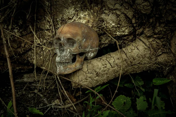 Naturaleza muerta con un cráneo en el bosque —  Fotos de Stock