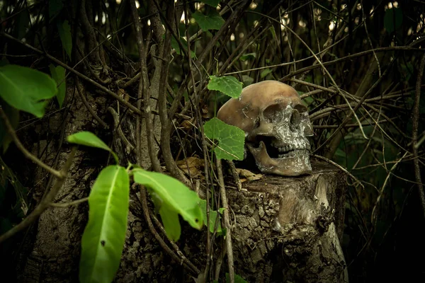 Still Life with a Skull in forest — Stock Photo, Image