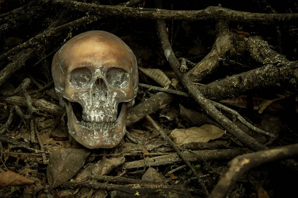 Natureza morta com um crânio na floresta — Fotografia de Stock