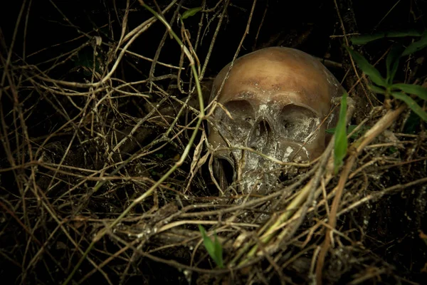 Ormandaki bir kafatası ile natürmort