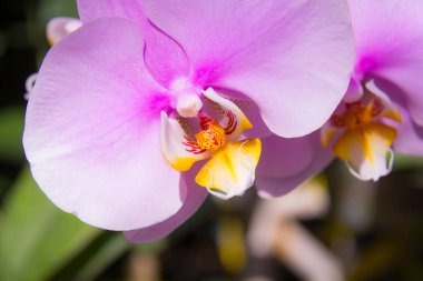 Pembe orkide phalaenopsis close-up. Buket çiçek orkide.