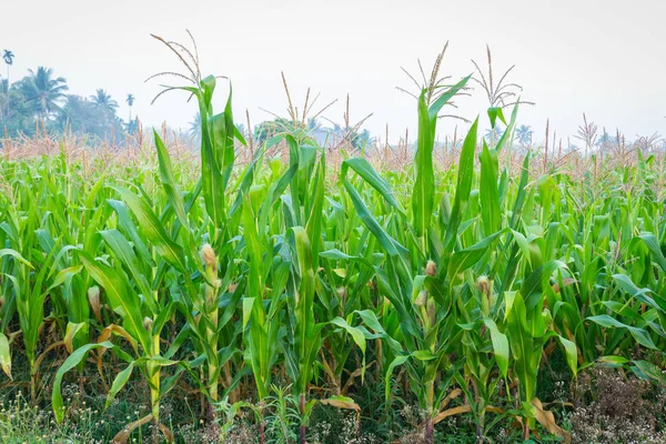 Zea mays Linn. , Tatlı mısır alanında