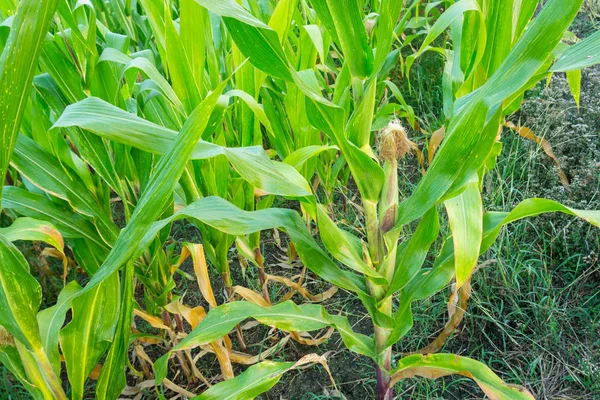 Zea mays Linn. , Tatlı mısır alanında