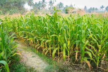 Zea mays Linn. , Tatlı mısır alanında