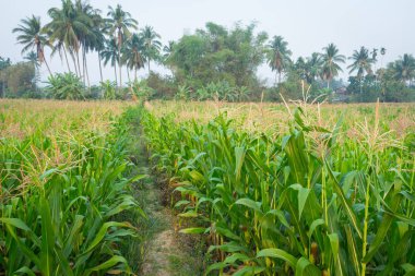 Zea mays Linn. , Tatlı mısır alanında