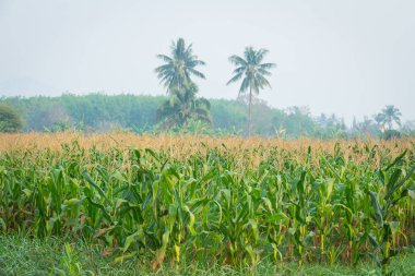 Zea mays Linn. , Tatlı mısır alanında