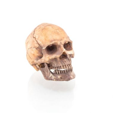 Beyaz arkaplanda izole edilmiş insan kafatası