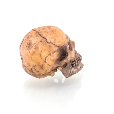 Beyaz arkaplanda izole edilmiş insan kafatası