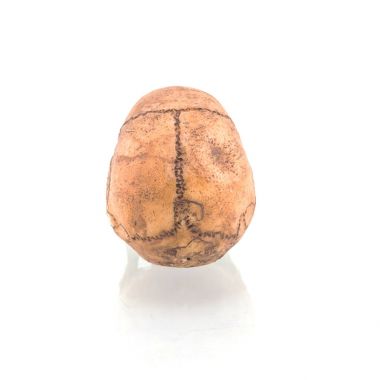 Beyaz arkaplanda izole edilmiş insan kafatası