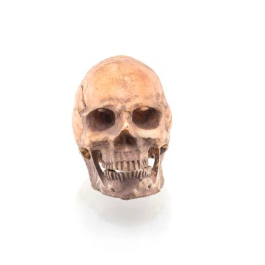 Beyaz arkaplanda izole edilmiş insan kafatası