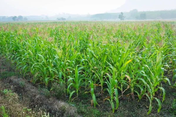 Zea mays Linn. , Tatlı mısır alanında