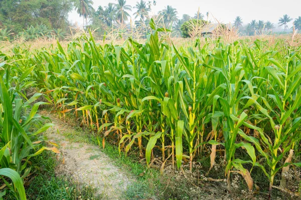 Zea mays Linn. , Tatlı mısır alanında