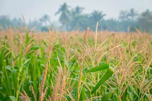 Zea mays Linn. , Tatlı mısır alanında