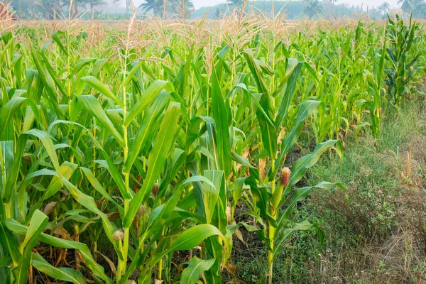 Zea mays Linn. , Tatlı mısır alanında