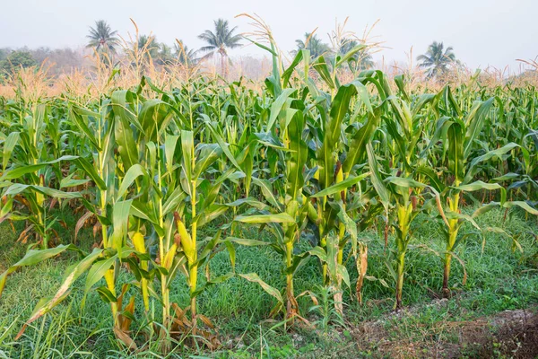Zea mays Linn. , Tatlı mısır alanında