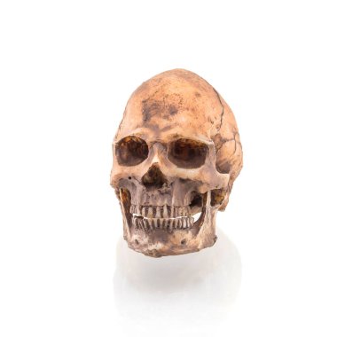 Beyaz arkaplanda izole edilmiş insan kafatası