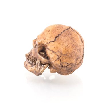 Beyaz arkaplanda izole edilmiş insan kafatası