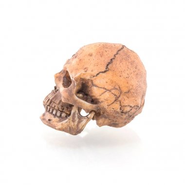 Beyaz arkaplanda izole edilmiş insan kafatası