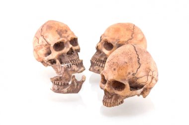 Beyaz arkaplanda izole edilmiş insan kafatası