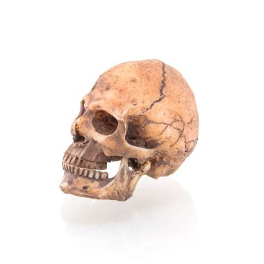 Beyaz arkaplanda izole edilmiş insan kafatası