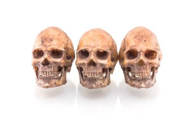 Beyaz arkaplanda izole edilmiş insan kafatası