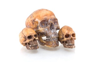 Beyaz arkaplanda izole edilmiş insan kafatası