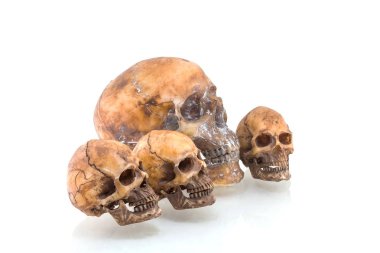 Beyaz arkaplanda izole edilmiş insan kafatası