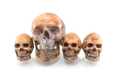 Beyaz arkaplanda izole edilmiş insan kafatası