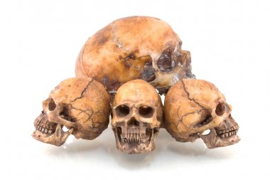 Beyaz arkaplanda izole edilmiş insan kafatası