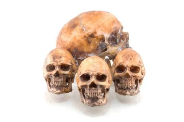 Beyaz arkaplanda izole edilmiş insan kafatası