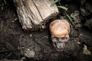 İnsan kafatası ve kurutulmuş ahşap ile natürmort