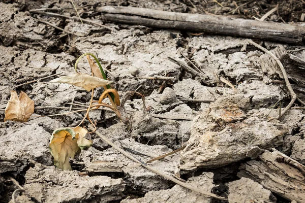 Dramatik çatlaklar su eksikliği nedeniyle Kuru toprak