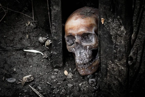 Natureza morta com crânio humano e madeira seca — Fotografia de Stock