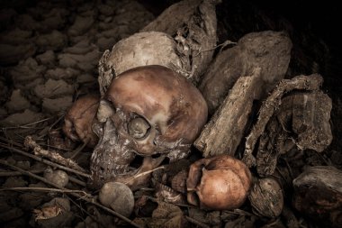 Kurumuş odun insan kafatası ile natürmort