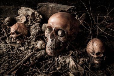 Kurumuş odun insan kafatası ile natürmort