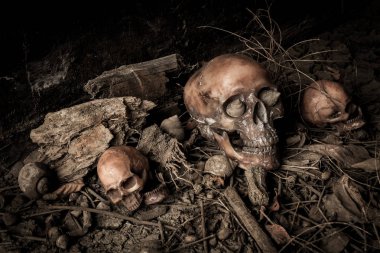 Kurumuş odun insan kafatası ile natürmort