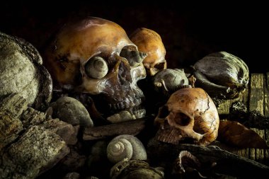 Kurumuş odun insan kafatası ile natürmort