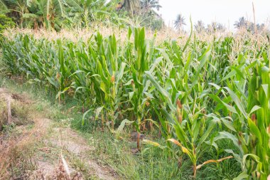 Tatlı Mısır bahçede