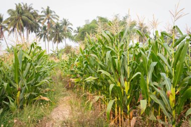 Tatlı Mısır bahçede