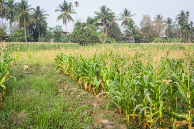 Tatlı Mısır bahçede