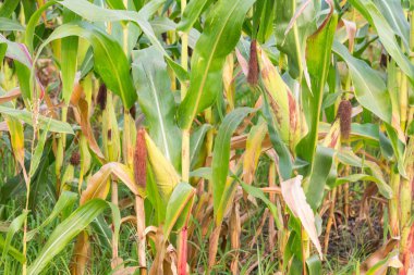 Tatlı Mısır bahçede