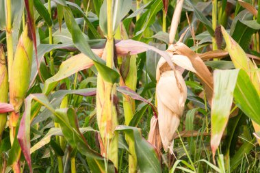 Tatlı Mısır bahçede