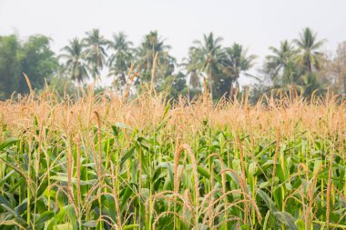 Tatlı Mısır bahçede