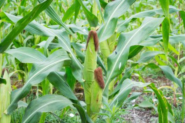 Tatlı Mısır bahçede