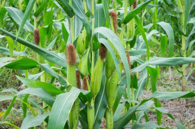 Tatlı Mısır bahçede