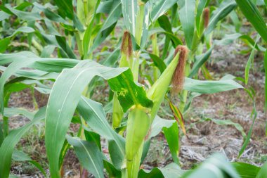 Tatlı Mısır bahçede