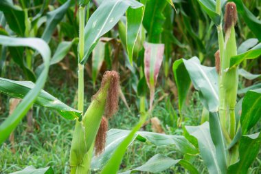Tatlı Mısır bahçede