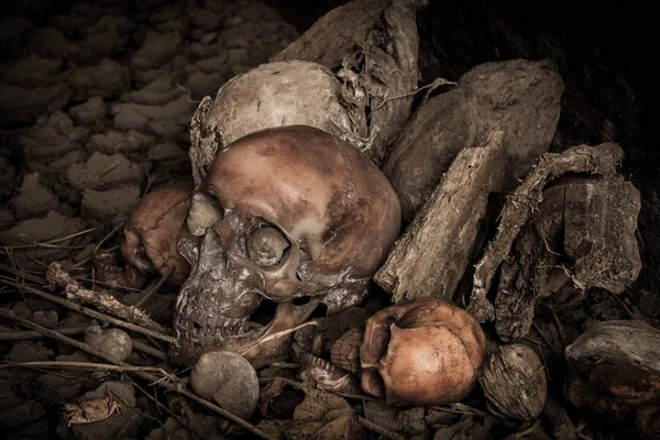 Kurumuş odun insan kafatası ile natürmort