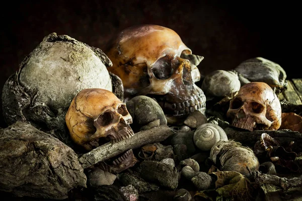 Natureza morta com crânio humano em madeira seca — Fotografia de Stock