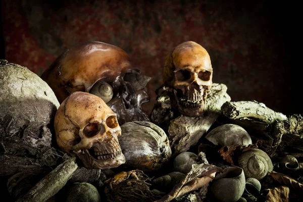 Natureza morta com crânio humano em madeira seca — Fotografia de Stock